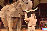 Sonni Frankello - kommentierte öffentliche Elefantenproben im Circus Krone am 11.03.2012 (©Foto: Elke Löw)